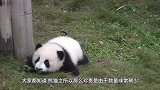 大熊猫第一次看见孩子，下一秒的表现千万憋住笑！镜头拍下全过程