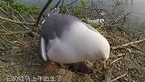 它在焦急等待雄鸟回来给幼鸟喂食，一直等到天黑，怎么就那么晚呢