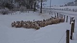 雪地中工作的牧羊犬，顶着零下20度赶着羊群过河