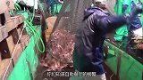 日本工厂如何处理螃蟹机器几秒钟切完一整只，每月售到中国斤