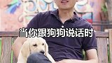 狗狗为什么会歪头杀？狗狗萌宠出道计划 萌宠成精了狗狗的日常