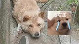这是一只受委屈的汪汪