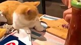 当你在猫猫的旁边切洋葱，猫我和你一起哭！