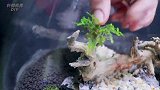 我的生活方式：搭建一个艺术纳米虾池，让虾兵过的舒适一点
