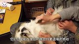 “忠犬”大黄天天推残疾主人出摊修鞋，多年不离不弃守护身旁