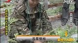 迷你西瓜分枝特别多，枝叶比较脆弱，需要采用吊蔓整枝进行栽培