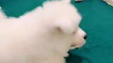 吃完就是各种干仗