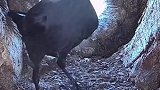 觅食回来的鸟妈妈发现未出壳的孩子被吃