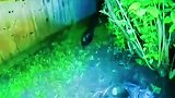 食物长期被盗，农场主装了感应水枪