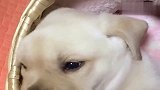 小奶狗不喜欢主人摸它，小表情萌死人了