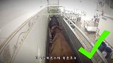 比“屠龙刀”还厉害，老外用来刮鱼鳞，一秒光溜溜！
