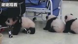 熊猫：我们也想有一间办公室！