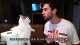 猫咪吃猫粮，不料海鸥作死抢夺，下一秒让人大跌眼镜