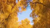 北疆看风景，南疆看胡杨，最佳观赏期十月下旬