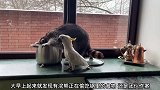 浣熊与鹦鹉合起伙来偷吃东西，鹦鹉正在帮忙放哨