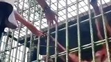是狗就能撸，不信你看