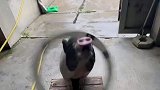 生活不易，猪猪卖艺，这嘴指定劲道