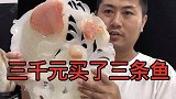 老黑花3000元买了三条鱼，到底是什么鱼这么贵，到底值不值