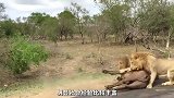 狮群捕猎水牛的真实场景