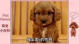 泰迪犬喝酸奶有什么好处？