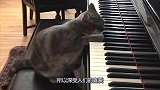 人不如猫系列！会弹钢琴的猫咪充满音乐细胞，一有时间就弹钢琴