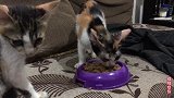 收养的小野猫好厉害，食物独占，原住猫不敢靠近