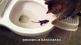 猫：别以为你长大了，我就认不出你是老鼠，结局笑翻了