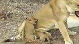 狮子的艰辛，被一群小宝宝烦死了，以后打死不生二胎了！