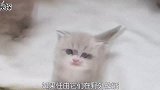 农夫捡到4只小猫，养大以后发现品种好像不太对，原来是这种动物