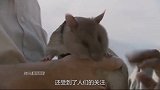 世界上“了不起”的老鼠！冒着生命危险帮助人类！值得尊敬