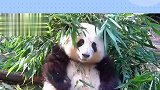熊猫宝宝正跟游客打招呼，忽然一个猪突猛进，和花：什么东西