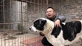 霸气呆萌的中亚牧羊犬，敢与狼群开咬，欣赏下这几条和它的孩子