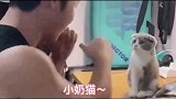猫太过分了