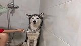 二哈洗澡不配合，老婆新想了个点子，不配合试试看