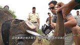 国外游客太恶心！故意扔面包引诱野猪下水，好让水中鳄鱼吃掉！
