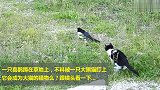 实拍猫咪伏击喜鹊，当扑上去一刻，才是懵圈的开始！