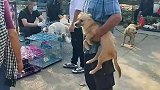 无奈的狗狗。又被抛弃了宠物市场