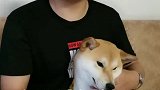 狗狗的痛苦信号，你知道吗