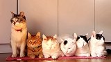 六只猫咪坐一排，然而总会有个不安分的家伙