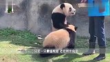 水管意外打到熊猫，熊猫越想越气跟它死磕，镜头记录搞笑一幕