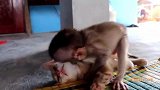孤儿猴抓住猫，使劲欺负，这个世界相信强者！