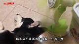 本来大爷要出院了 让实习小哥哥给吓半死 看来还得住两天
