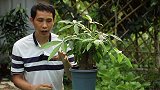 为什么发财树养不好，原来只差这一步，看了就明白