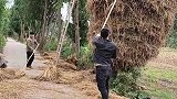村民把柴火集中在一棵树上，这是给鸟儿安家的节奏