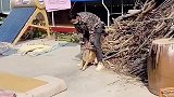 这次虽然没成功拿下，但是狗狗已经尽力了，请多多支持