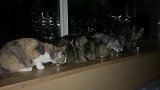 猫咪都在吃夜宵，看着他们津津有味的吃着！主人满脸羡慕太搞笑！