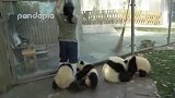 熊猫饲养员的日常!最后的呐喊简直撕心裂肺啊