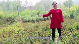 莴笋这样吃才叫爽，胖妹1人吃1大盘，又配2碗饭下肚，真过瘾