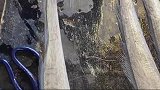 收拾刀鱼的小技巧，前提是必须要新鲜的刀鱼，你学会了吗