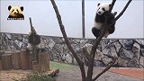 超级软萌的熊猫宝宝挂在树上扮考拉，傲娇表情可爱得不像话